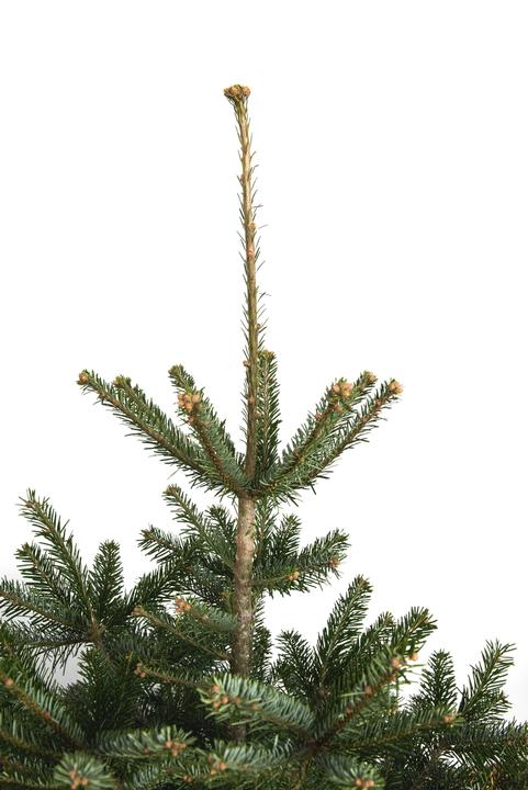 Produktbild Rutishauser Schweizer Nordmanntanne (125 cm)