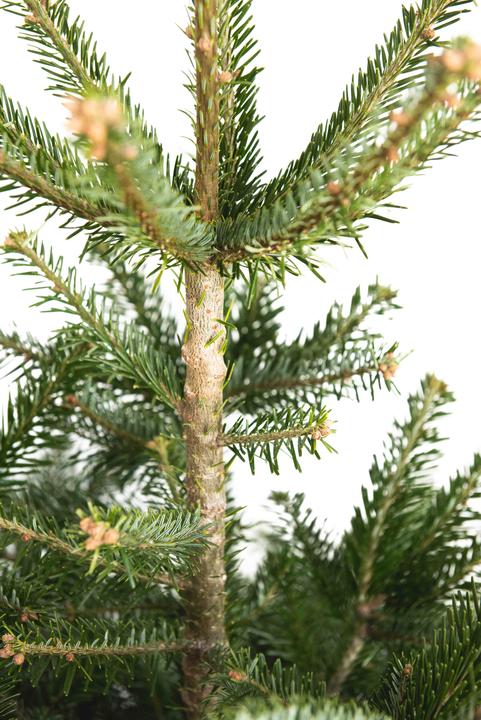 Produktbild Rutishauser Schweizer Nordmanntanne (125 cm)