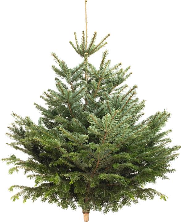 Produktbild Rutishauser Schweizer Nordmanntanne (125 cm)