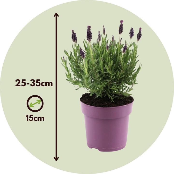 Produktbild Plant in a Box Lavandula stoechas 'Anouk' - Lavendelbaum (25 cm)