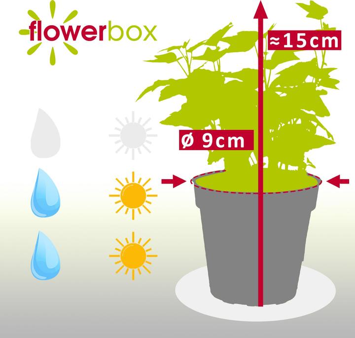 Image du produit Flowerbox Lierre commun- Hedera helix (15 cm)