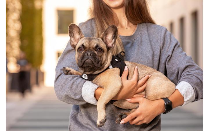 Produktbild Curli Geschirr Vest Air-Mesh (S, Hund, Allgemein)