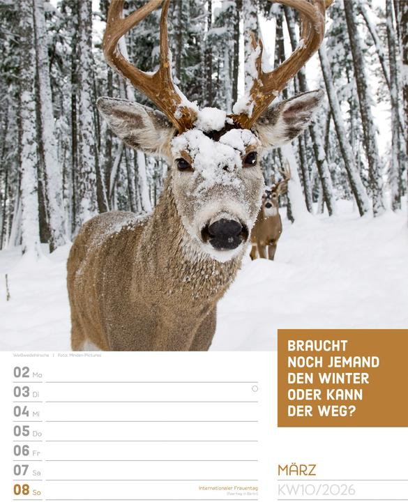 Produktbild Tierisch! Sprüchekalender - Wochenplaner Kalender 2026 (25 x 33 cm, Deutsch)