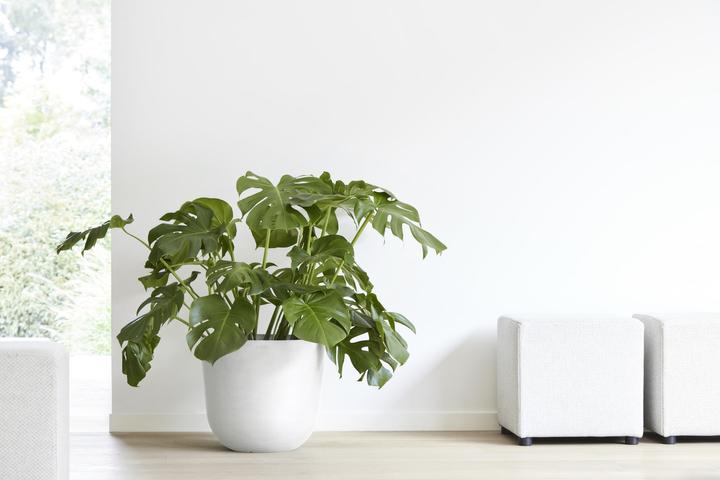 Actual product image Ecopots Oslo (45 cm)