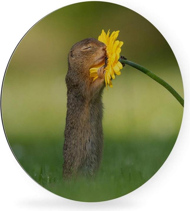 Immagine prodotto Trenddeko van Duijn - Gopher odora di fiori (Ø 45 cm)