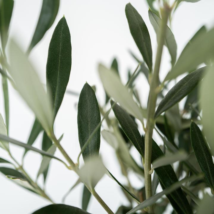 Image du produit Plant in a Box Olea Europaea - Lot de 2 oliviers (25 cm)
