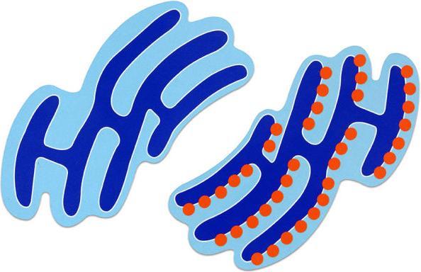 Immagine prodotto Betzold Cellula animale magnetica