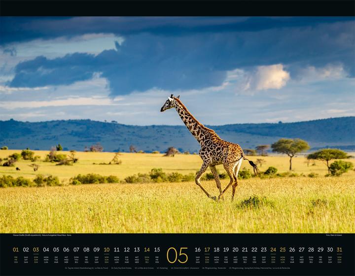 Immagine prodotto Wildes Afrika Kalender 2026 (54 x 42 cm, Copertina rigida, Inglese, Francese, Tedesco)