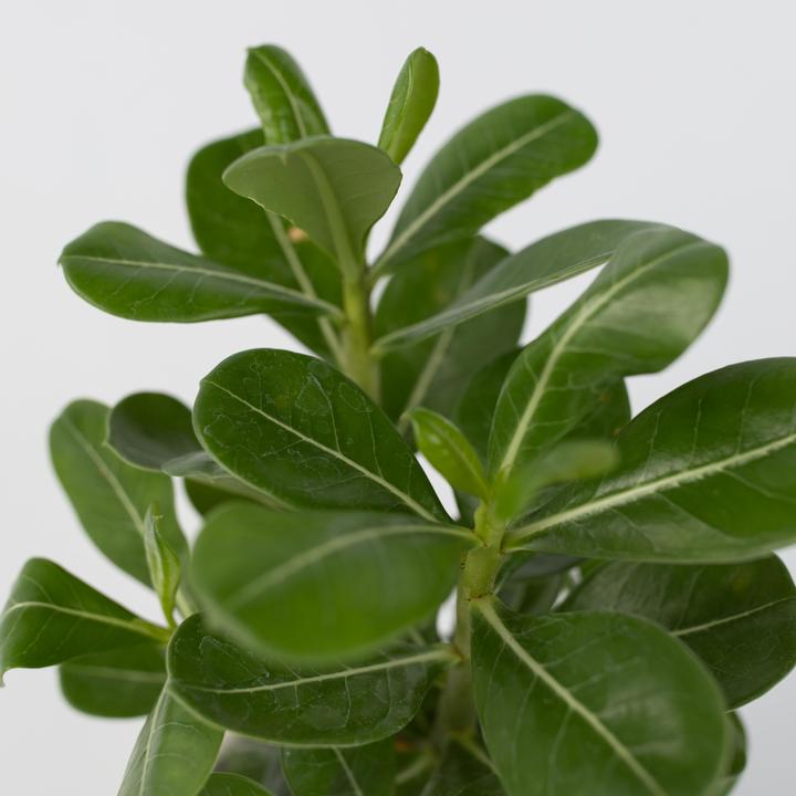 Produktbild Plant in a Box Adenium Obesum (25 cm)