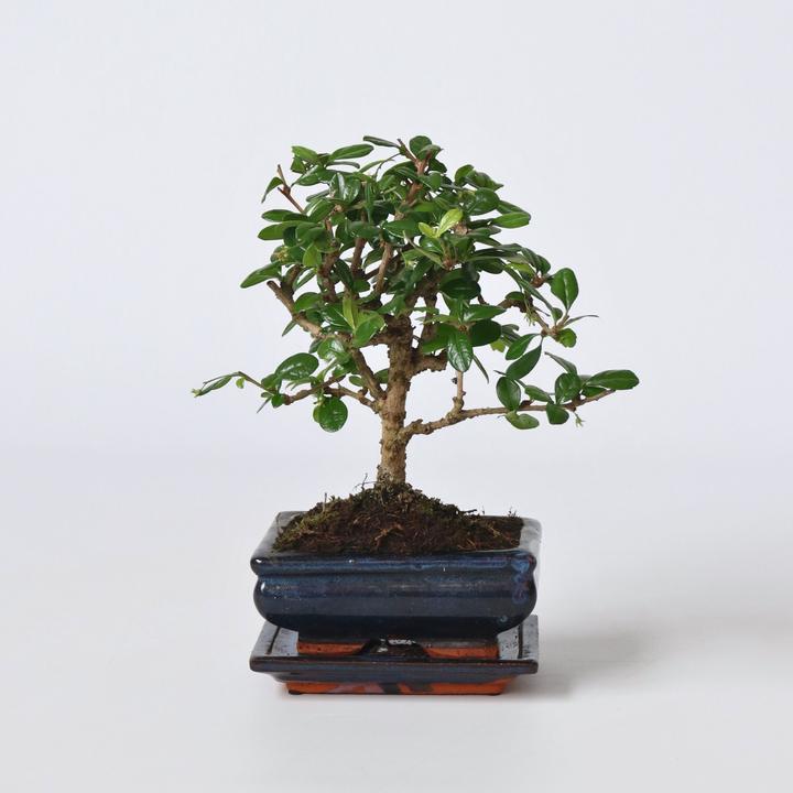 Actual product image Plant in a Box Carmona microphylla - Bonsaibaume (25 cm)