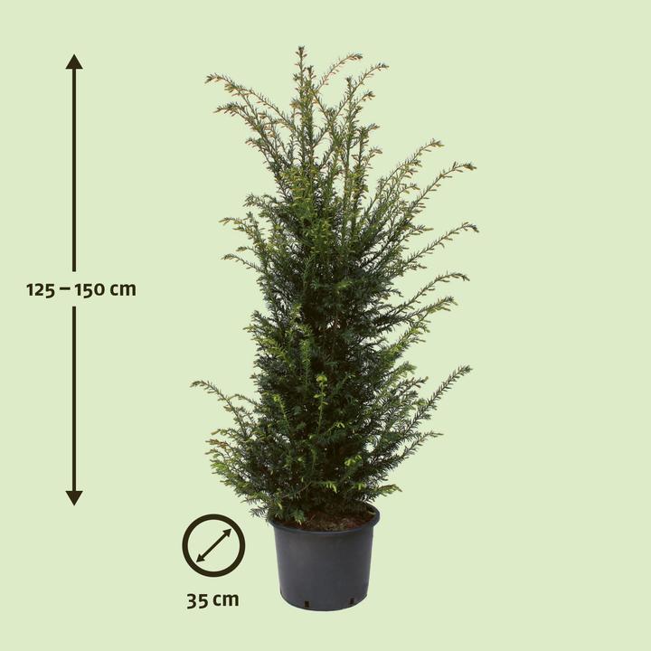 Actual product image Zulauf Yew, English Yew, European yew (150 cm)