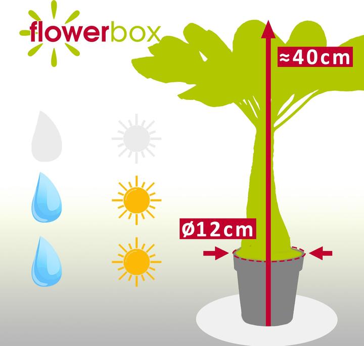 Immagine prodotto Flowerbox Palma hawaiana - Brighamia (40 cm)