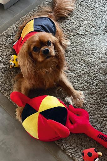 Actual product image Beeztees Dog cape Go Belgium (Dog coat)