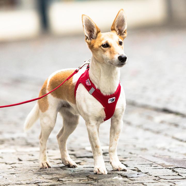 Produktbild Curli Geschirr Vest Air-Mesh M, Moss (M, Hund, Allgemein)