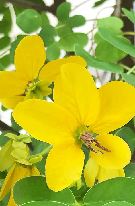 Immagine prodotto Khadi Senna Cassia