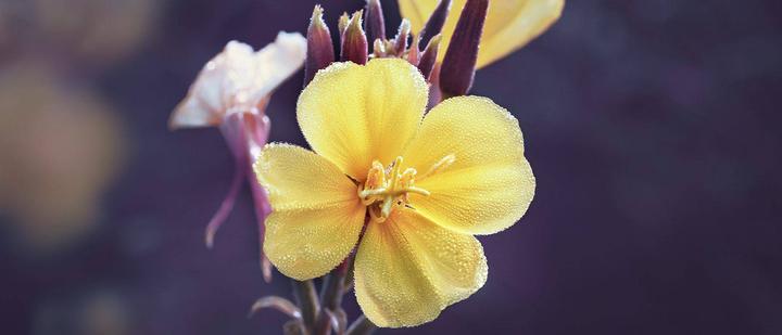 Actual product image Weleda Evening Primrose (30 ml)