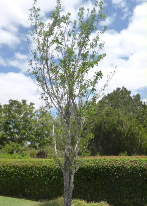 Immagine prodotto Tropica Ginkgo fanleaf tree (Semi di piante)
