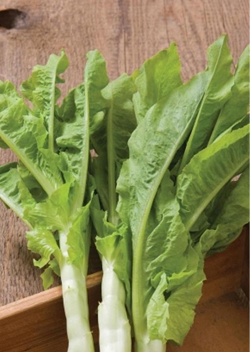 Image du produit Tropica Laitue asperge chinoise 'Spring Tower Celtuce' Latuca sativa var. asparagina (Graines de légumes)