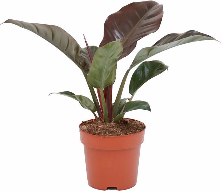 Rutishauser Philodendron (60 cm)
