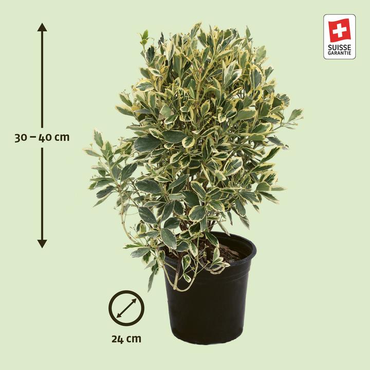 Actual product image Zulauf Spindle Bush, Winged Spindle (40 cm)