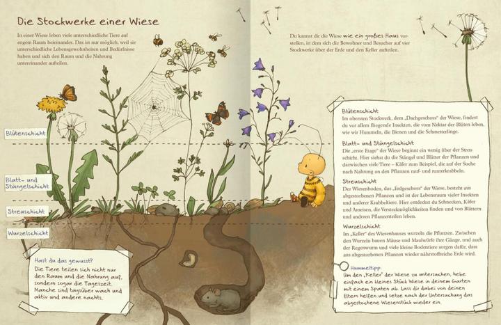 Produktbild Die kleine Hummel Bommel entdeckt die Wiese (Deutsch, Britta Sabbag, Maite Kelly, 2019)
