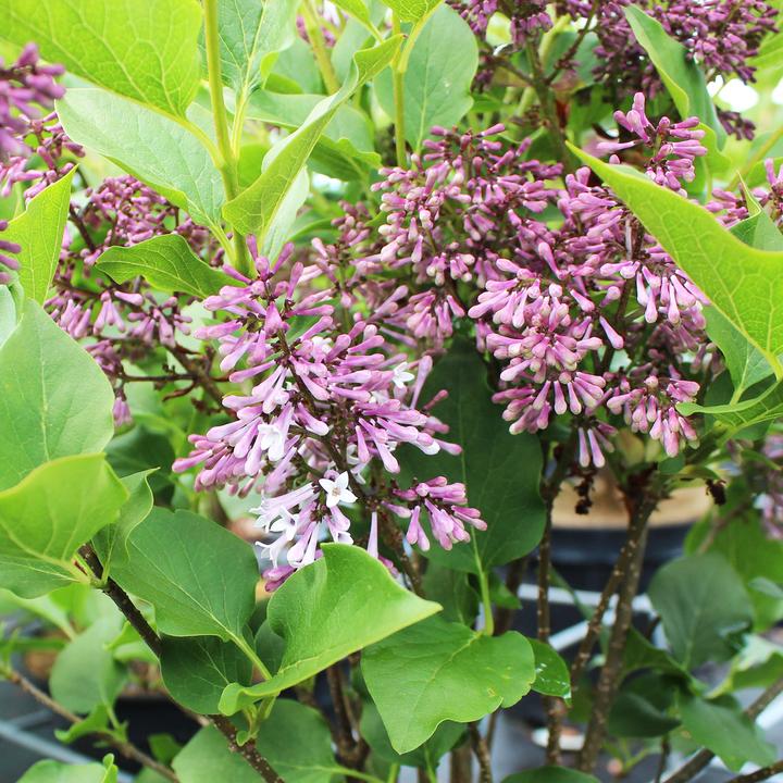 Actual product image Zulauf Corean lilac (50 cm)