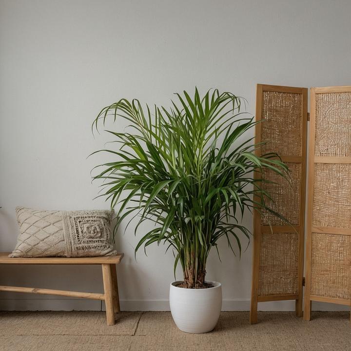 Produktbild Plant in a Box Chamaedorea Elegans, Dypsis lutescens - 2er Mischung Indoor Palme (60 cm)