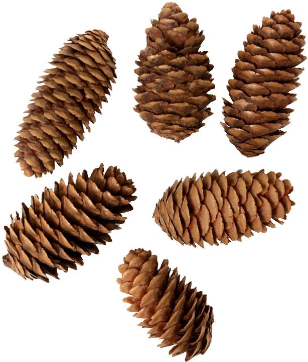 Image du produit I Am Creative Set de pommes de pin