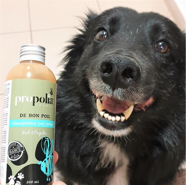 Produktbild Propolia Cats & Dogs All Type Hair Shampoo Shampoo (Katze, Hund, 200 ml)