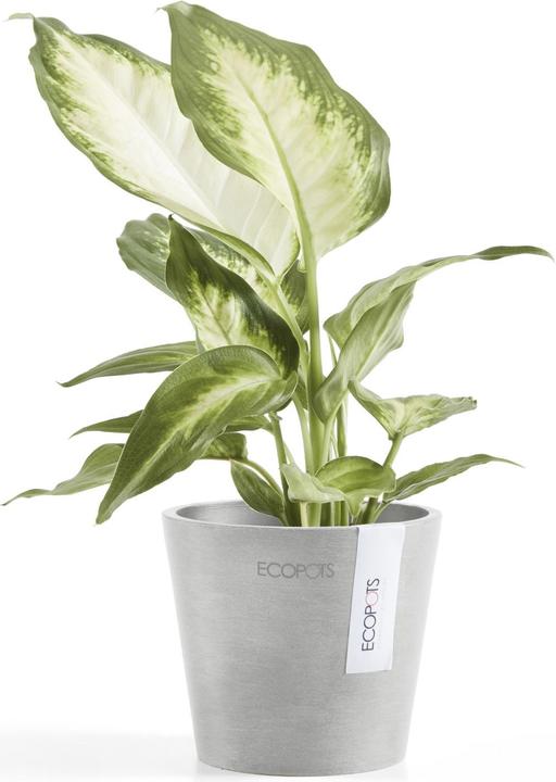 Actual product image Ecopots Amsterdam Mini (10.50 cm)