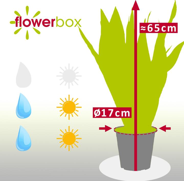 Actual product image Flowerbox Snake plant - height ca. 65 cm, pot-Ø 17 cm - Sansevieria zeylanica (65 cm)