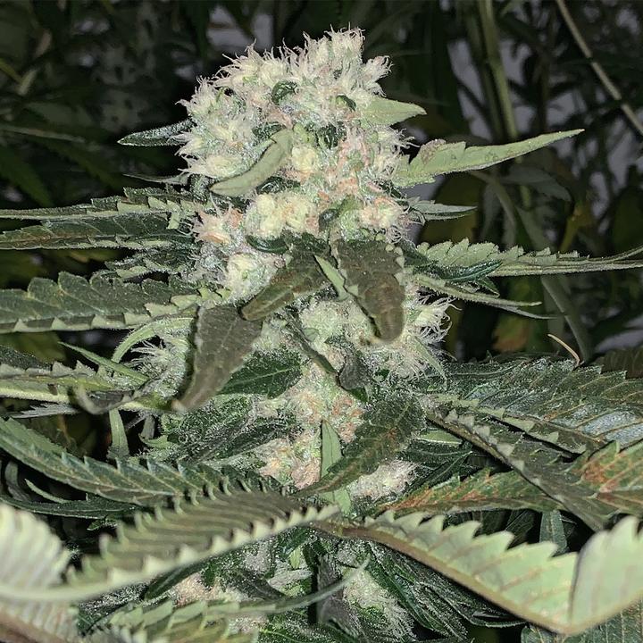 Produktbild Alpha Genetics Thunderbud Seeds 5pcs (Keimlinge)