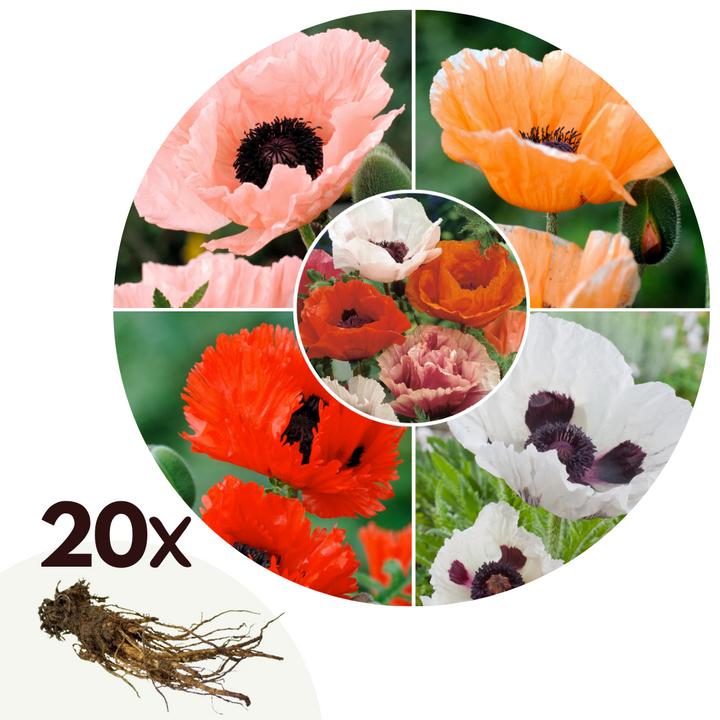 Produktbild Plant in a Box Papaver Orientale - 20er-Set Mohnblumen (10 cm)