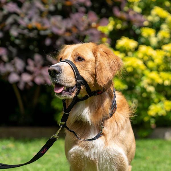 Actual product image Company of Animals Halti Black Kopfgeschirr 4 (Dog, Dog sport)