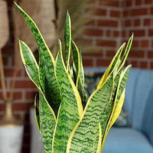 Actual product image Flowerbox Set of 5 Bogenhanf - Sansevieria trifasciata Laurentii (35 cm)