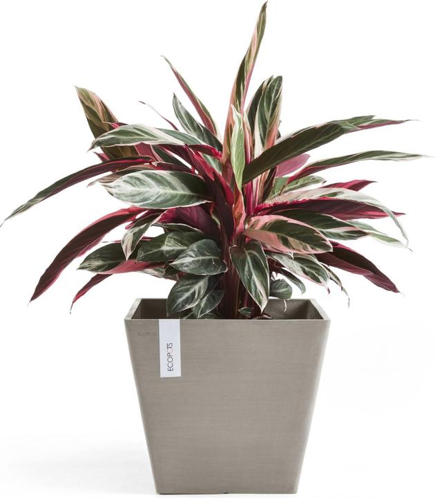 Produktbild Ecopots Rotterdam (30 cm)