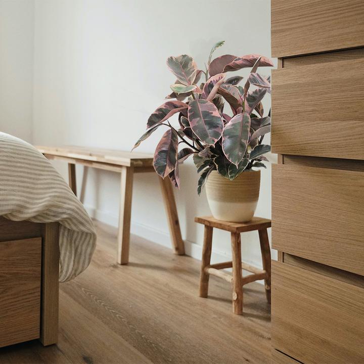 Immagine prodotto VEG and the City Malo (Albero della gomma rosa - Ficus elastica Belize) (90 cm)