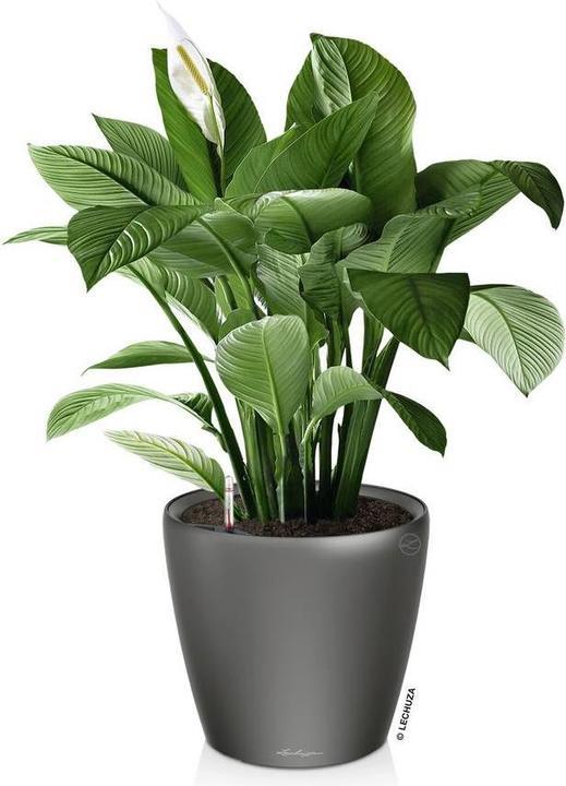 Image du produit Lechuza Classico (36 cm)
