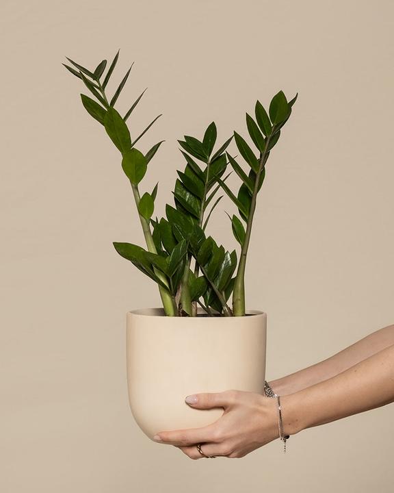 feey Lucky feather (55 cm, Freshly repotted)