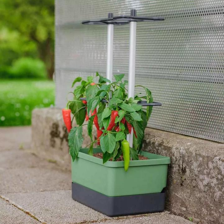 Immagine prodotto Gusta Garden Charly Chili (35 cm)