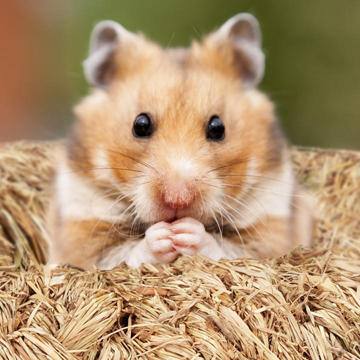 Image du produit Relaxdays Accessoires-hamster