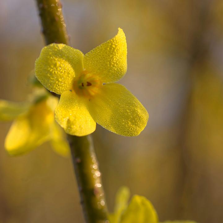 Produktbild Plant in a Box Forsythia intermedia 'Minigold' - 4er Set Forsythie (25 cm)