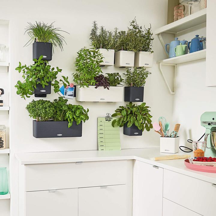 Image du produit Lechuza Green Wall Home Kit (15 cm)