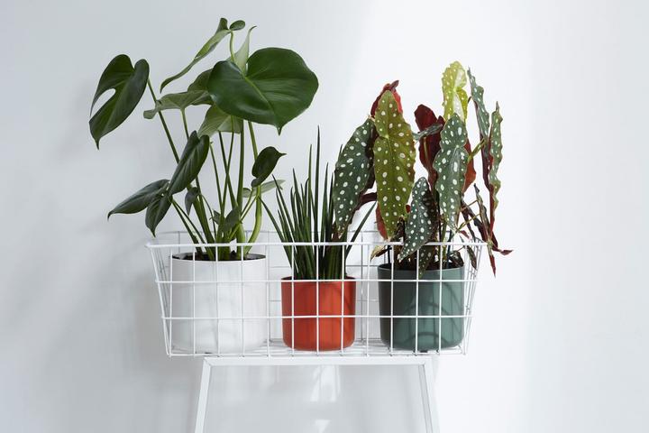 Image du produit Elho b.for soft (13.80 cm)