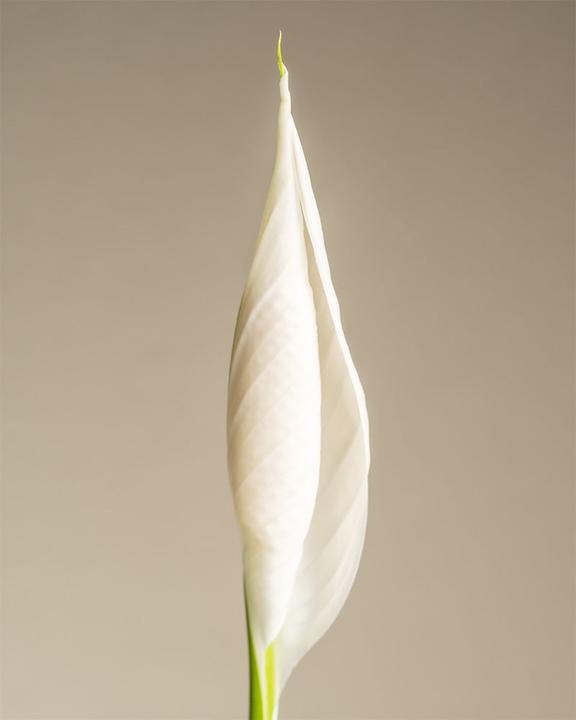 Actual product image feey Large monocots (75 cm, Freshly repotted)