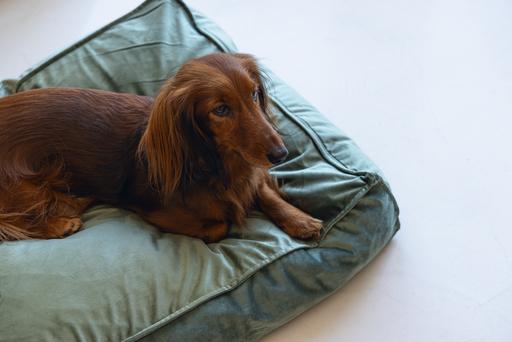 Actual product image Designed by Lotte Nalino (Dog)