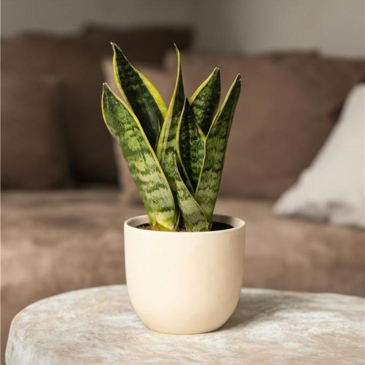 Produktbild Plant in a Box Sansevieria trifasciata 'Futura Superba' - Bogenhanf (35 cm)