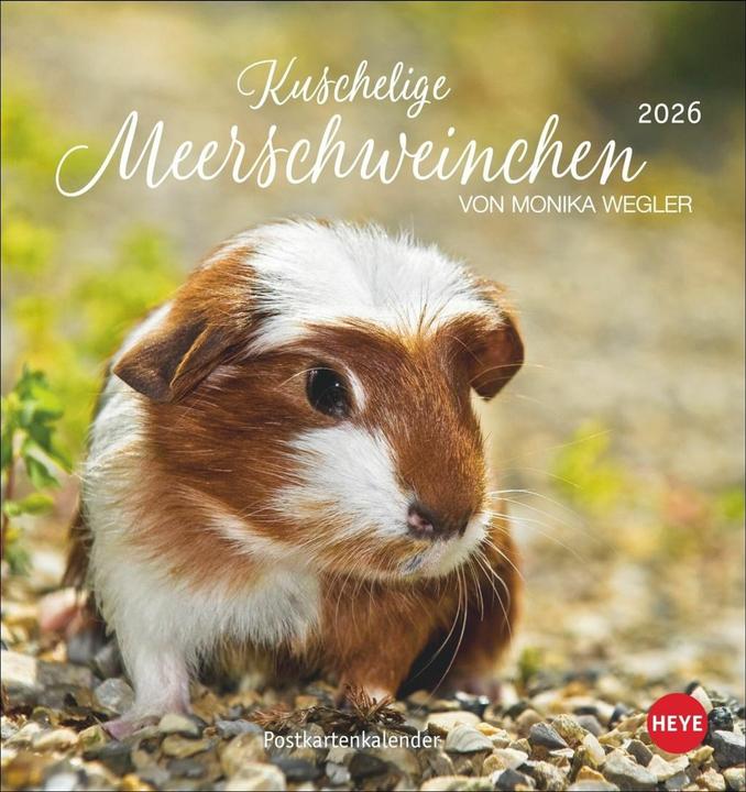Actual product image Kuschelige Meerschweinchen Postkartenkalender 2026 (German)