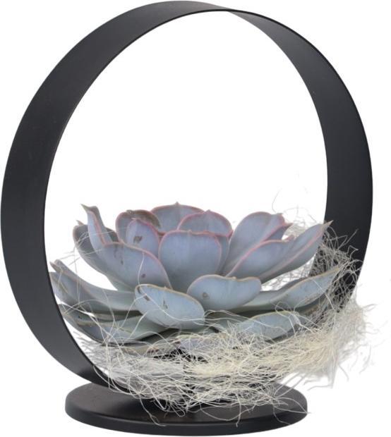 Produktbild Plant in a Box Echeveria Lilacina - Metal Ring (20 cm)