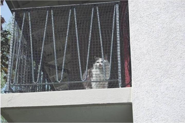 Actual product image Windhager Cat protection net